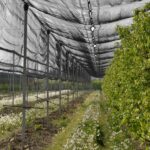 Mreža protiv tuče za zaštitu biljaka mreza-protiv-tuce1